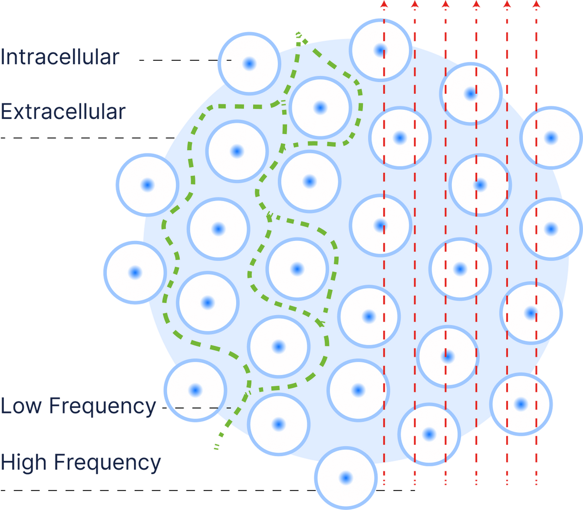 Diagram illustrating intracellular and extracellular fluid measurement using low and high frequency signals, explaining bioelectrical impedance analysis (BIA) technology.